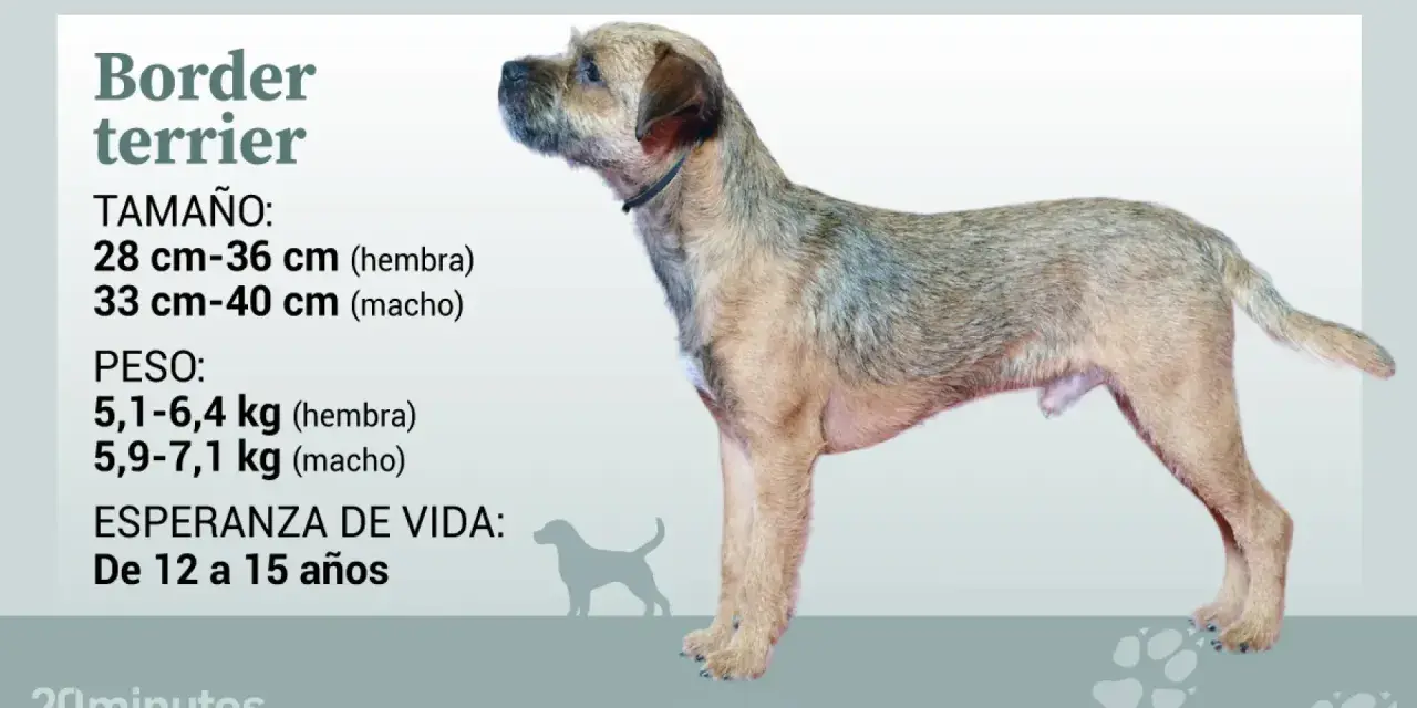 Un border terrier de pie, con información sobre su tamaño, peso y esperanza de vida.