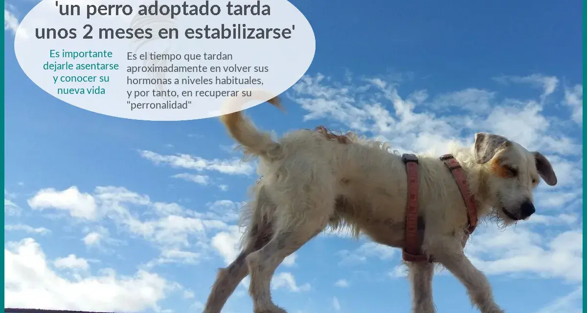 Un perro adoptado necesita tiempo para adaptarse. Paciencia y amor son clave para su recuperación.