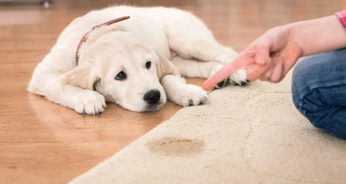 Cachorro triste mira dedo señalando mancha. Lección sobre como enseñar a un cachorro a no mearse en casa.