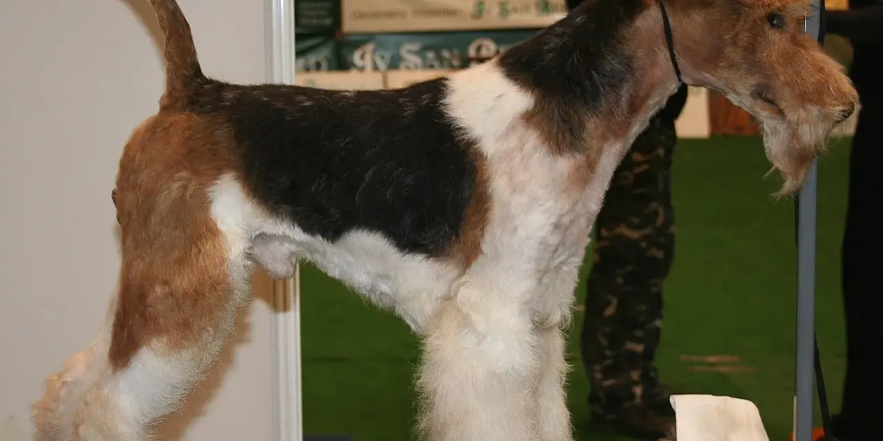 Fox terrier tricolor, con barba y patas peludas, posa en una mesa de exposición.