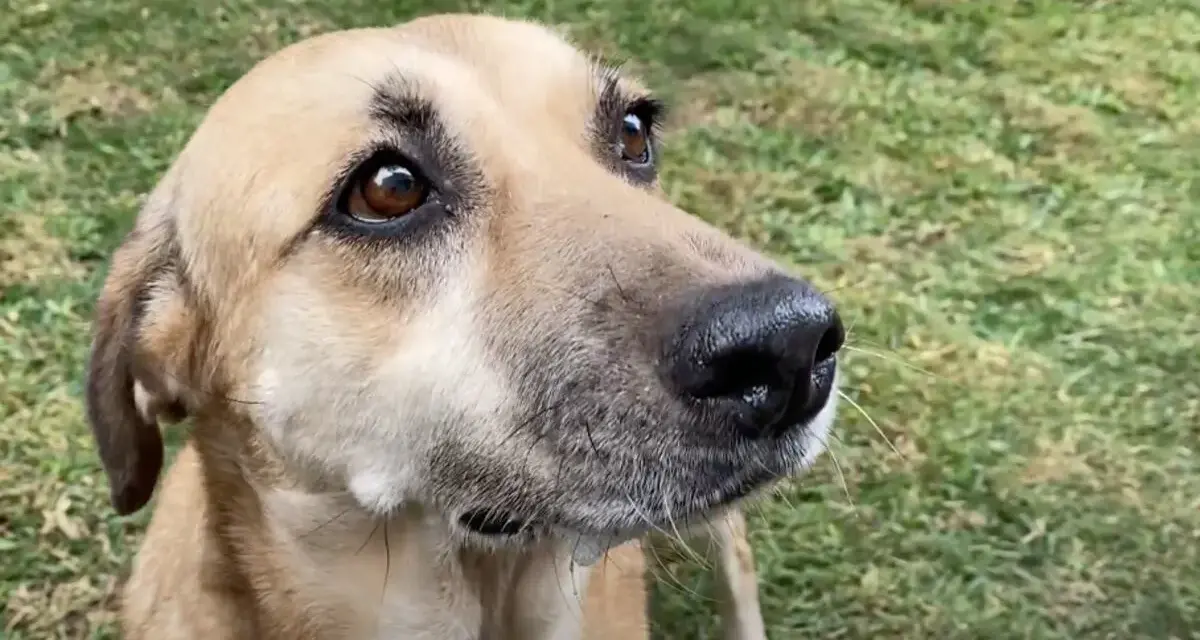 Perro con mirada curiosa en el jardín. ¿Cuánto tarda un perro en adaptarse a un nuevo dueño?