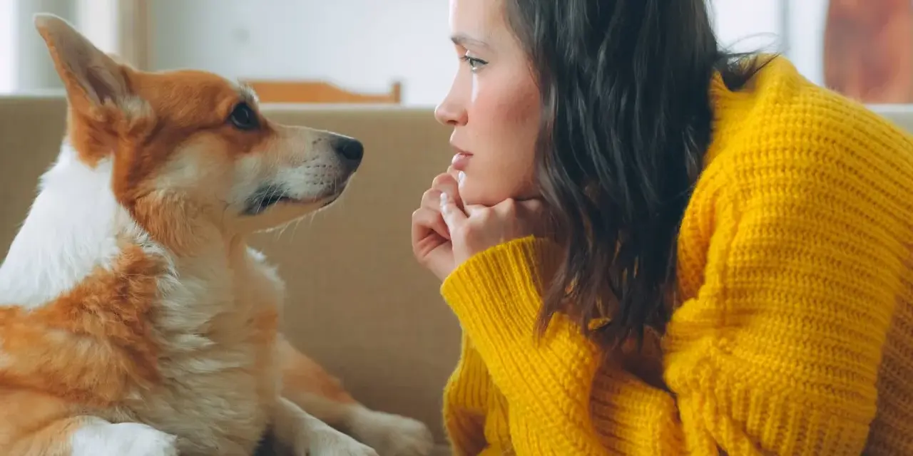 Un perro corgi mira fijamente a su dueña, con una expresión que parece de perro celoso de mi pareja.