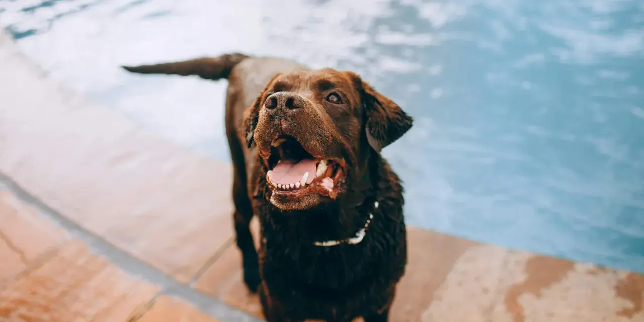 Perro marrón feliz junto a la piscina, jadeando. Una forma divertida de cómo cansar mentalmente a un perro es con juegos acuáticos.