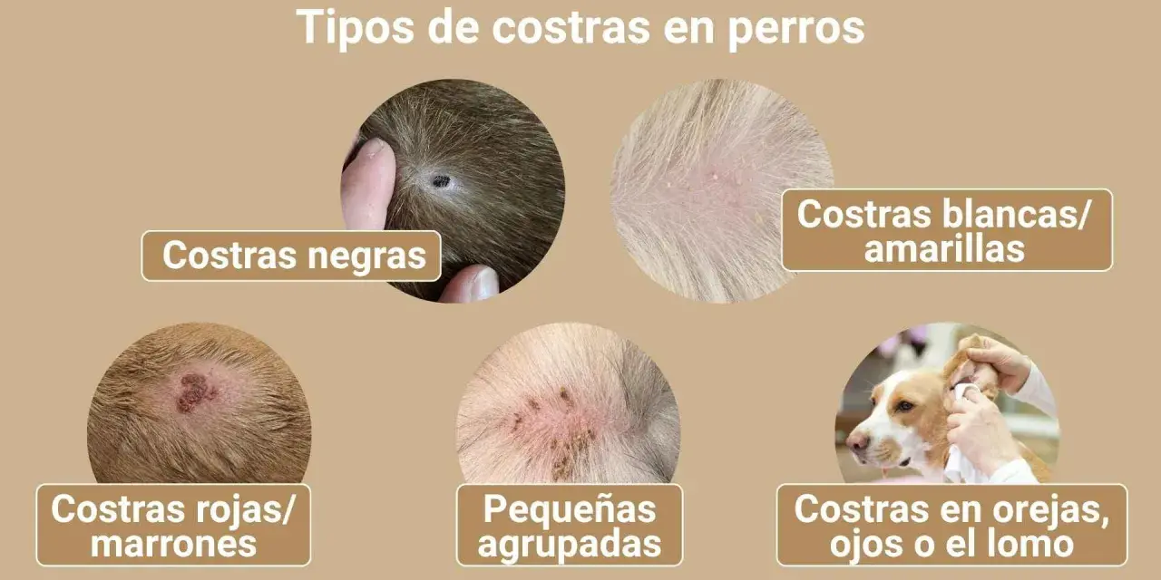 Ilustración muestra varios tipos de costras en perros, incluyendo negras, blancas/amarillas, rojas/marrones, pequeñas agrupadas y en orejas, ojos o lomo.