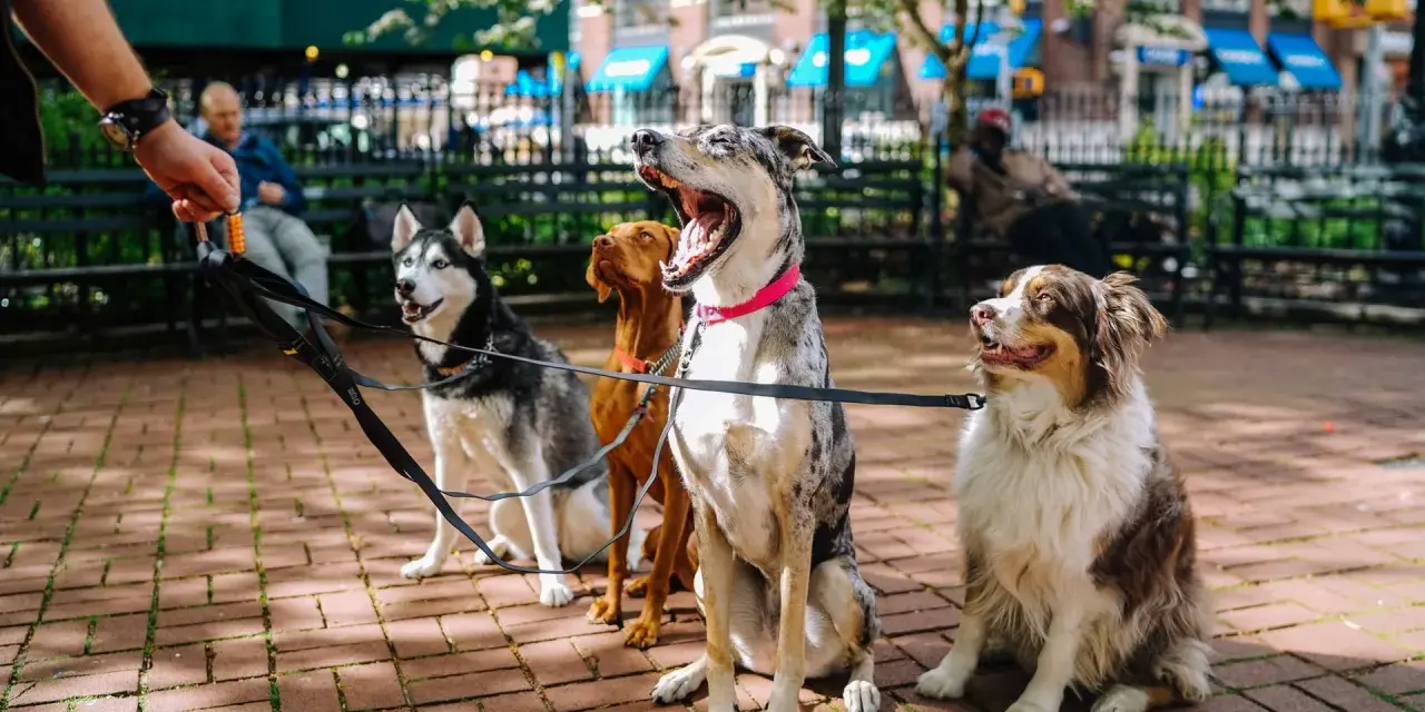 Cuatro perros sentados en fila, esperando pacientemente. Un perro obediente, un husky, un vizsla y un pastor australiano.
