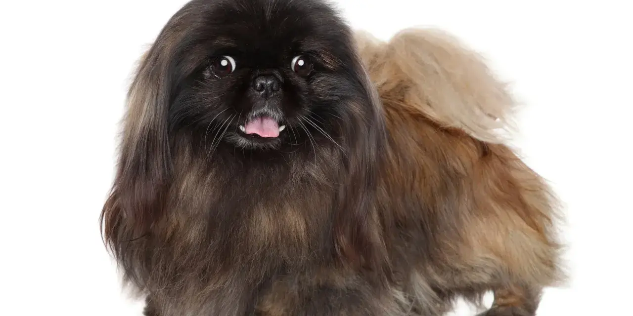 Un adorable perro pekinés con pelaje largo y oscuro, con la lengua fuera y ojos curiosos, posa sobre fondo blanco.