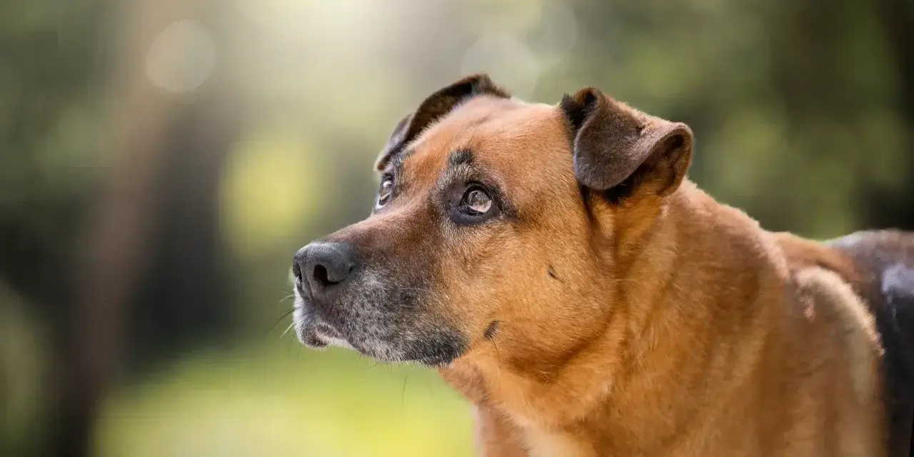 Perro mestizo de pelaje marrón y ojos tristes, parece que mi perro no quiere salir de casa hoy.