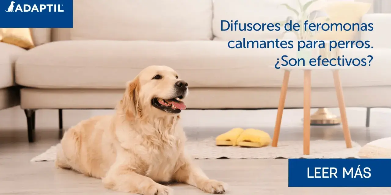 Golden retriever tranquilo en casa. Difusores de feromonas para perros calman la ansiedad.