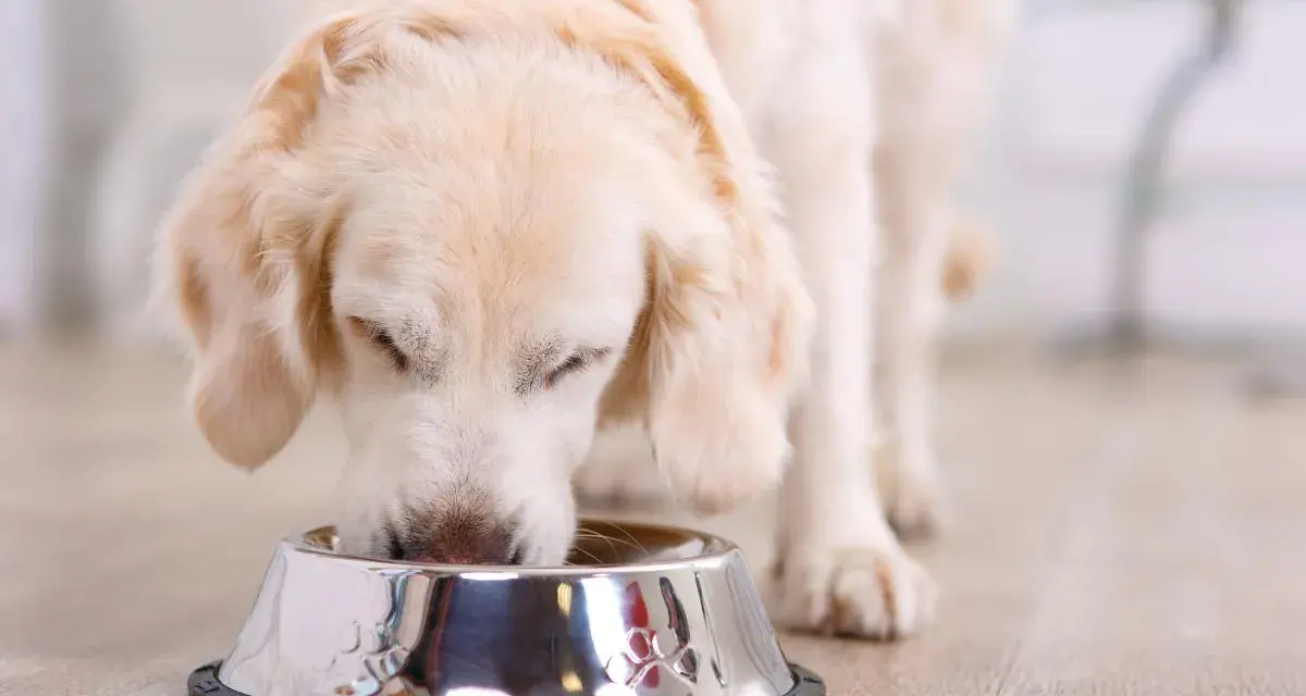 Perro golden retriever comiendo de un cuenco, ideal para una dieta casera para perros con diabetes.