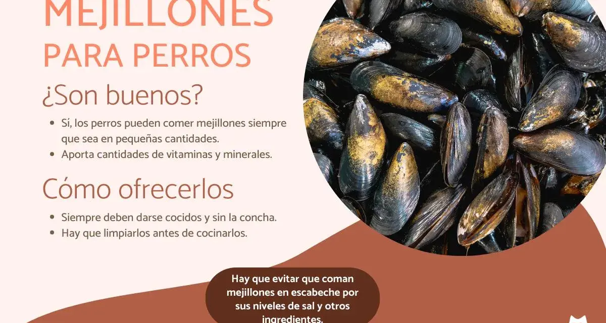 Los perros pueden comer mejillones cocidos y sin concha. Son una fuente de vitaminas y minerales. Evita los mejillones en escabeche.