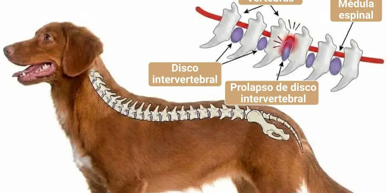 Ilustración de la columna vertebral de un perro, mostrando un disco intervertebral prolapsado. La imagen explica la causa de dolor y la posible decisión de sacrificar perro por hernia discal.