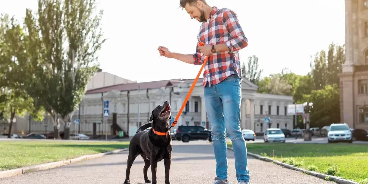Hombre con perro negro, entrenando con correa naranja. El perro mira expectante, quizás porque mi perro tira de la correa y busca recompensa.