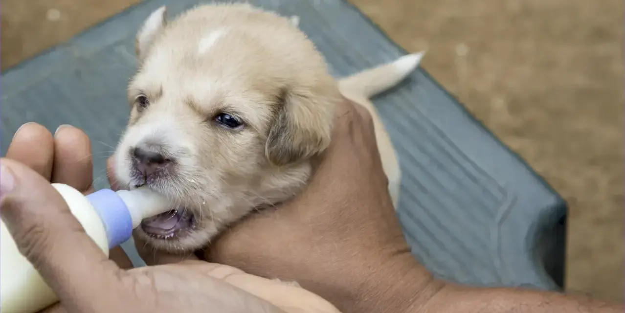 Un tierno cachorro recibe su biberón, un momento clave en la alimentación cachorros.
