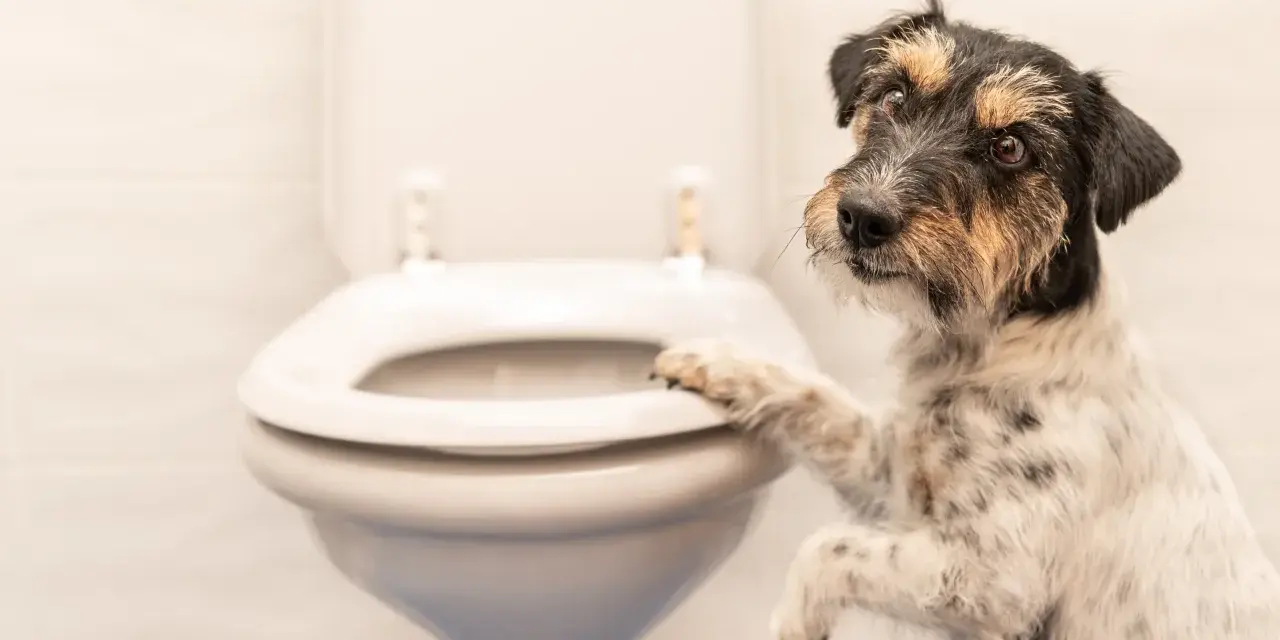 Un perro juguetón se apoya en el inodoro, ¿será que quiere saber porque mi perro me sigue al baño?