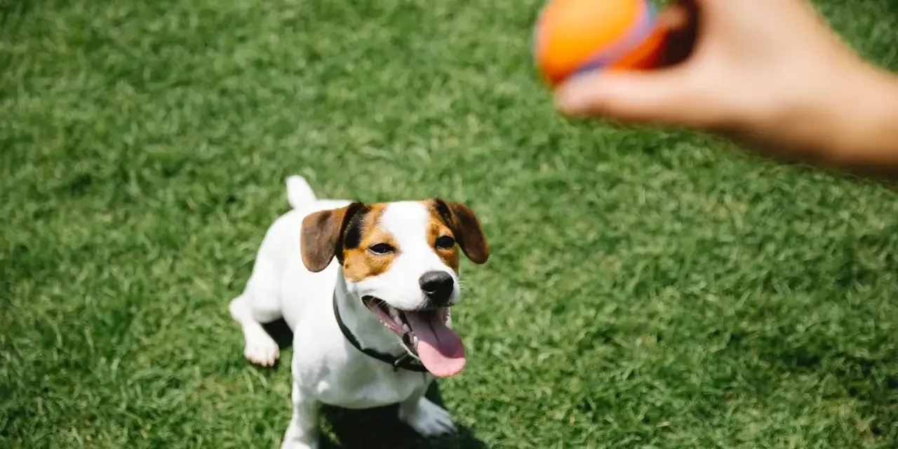 Un perro Jack Russell mira atentamente una pelota naranja que una mano está a punto de lanzar. ¡Perfecto para empezar a enseñar a un perro a traer la pelota!