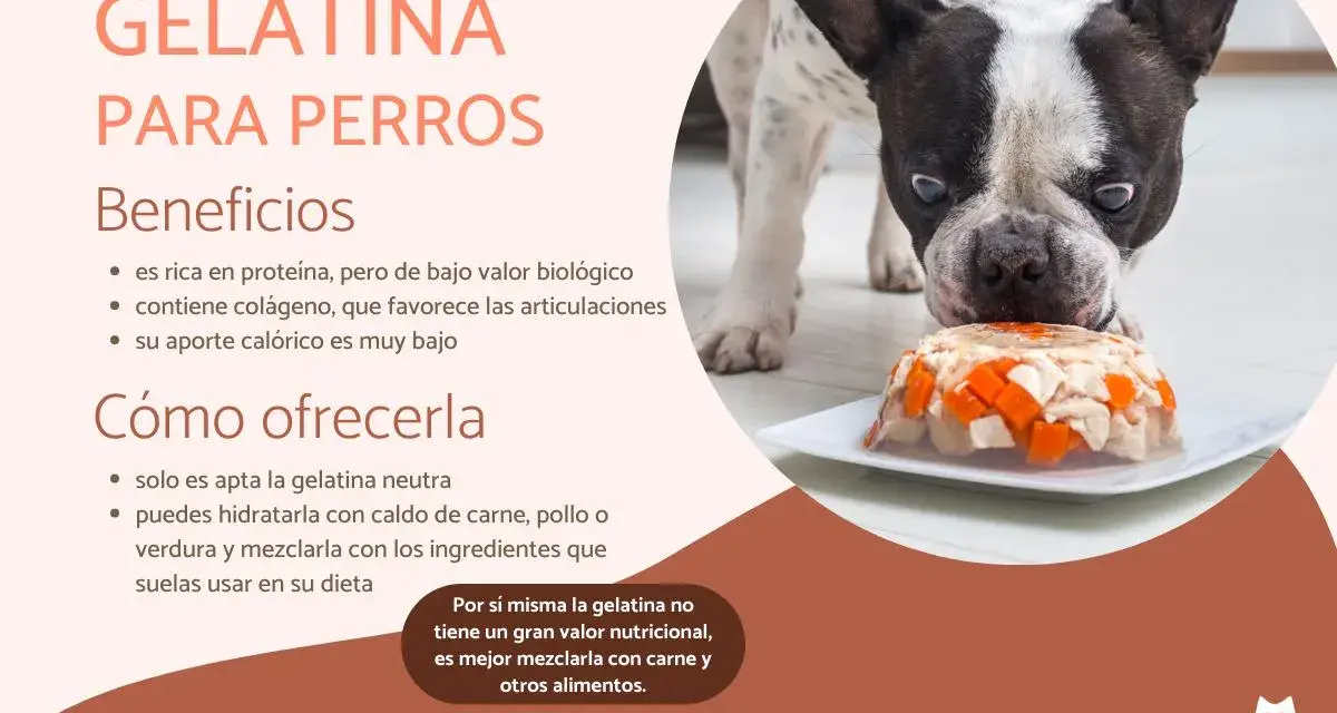 Un bulldog francés mira con curiosidad una gelatina con trozos de pollo y zanahoria. Los perros pueden comer gelatina, es buena para sus articulaciones.