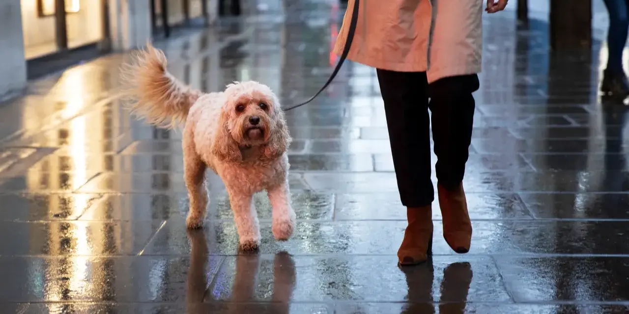 Perro peludo camina mojado en la calle, parece que mi perro no quiere salir a la calle hoy.
