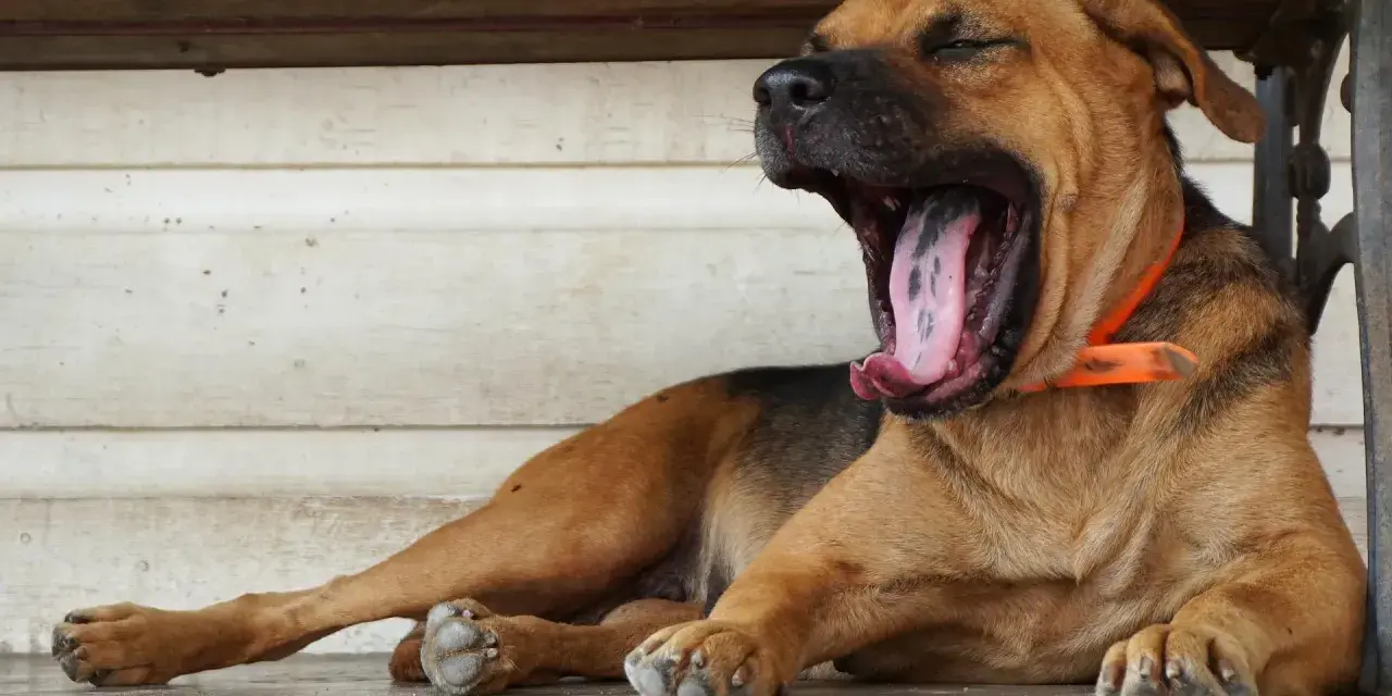 Mi perro bosteza cuando lo acaricio, mostrando su gran boca y lengua rosada.