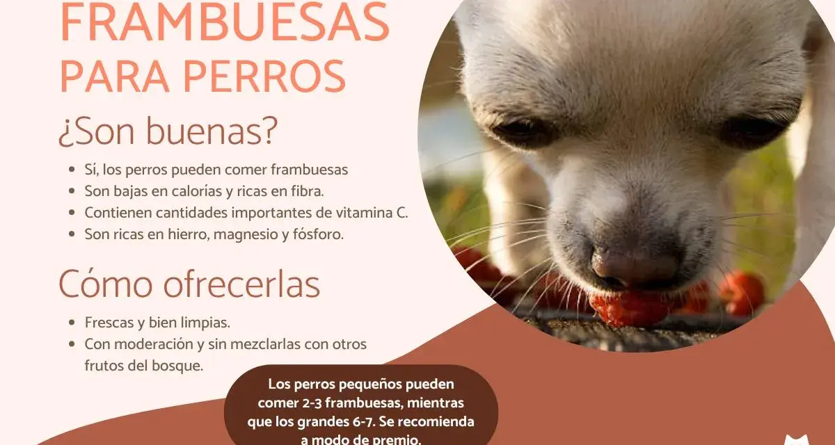 Un perro chihuahua disfruta de frambuesas, demostrando que los perros pueden comer frambuesas como un premio saludable.
