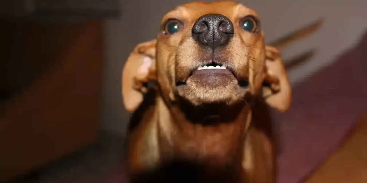 Mi perro le gruñe al nuevo cachorro, mostrando sus dientes.