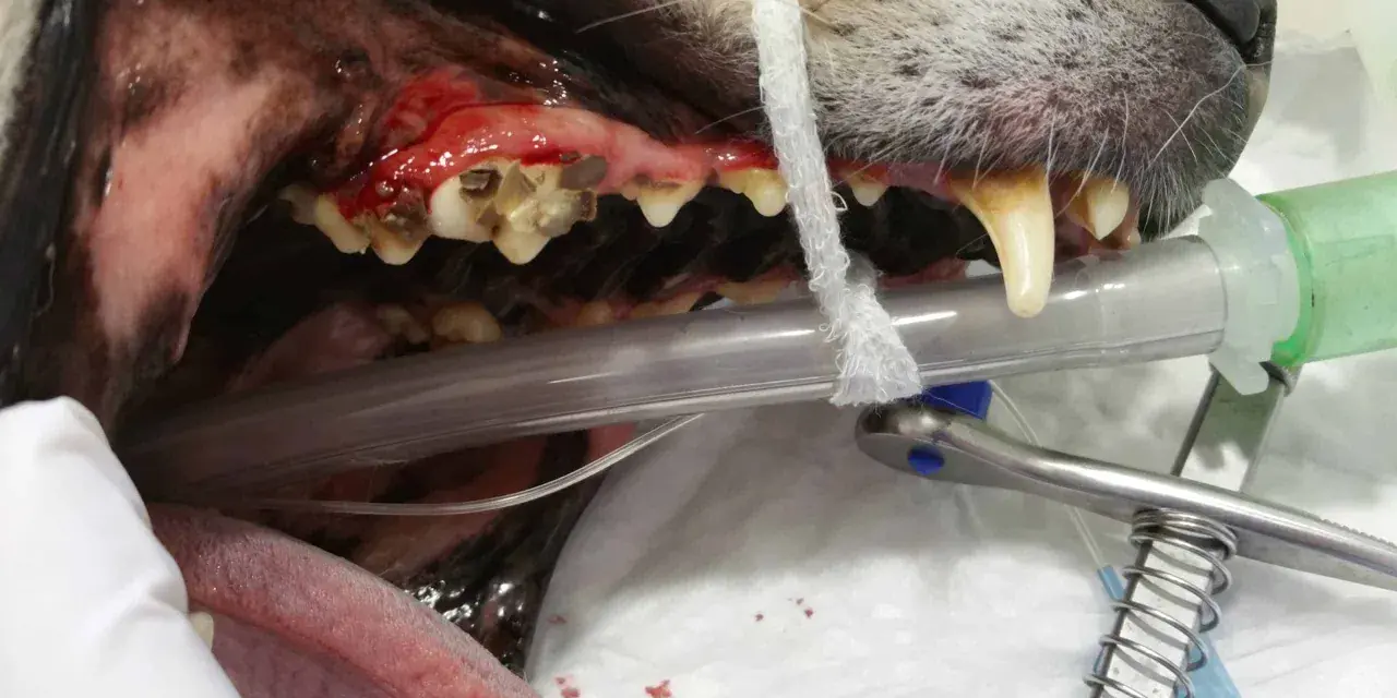 Boca de perro con encías inflamadas y dientes sucios, indicativo de mal aliento en perros. Se observa equipo veterinario.