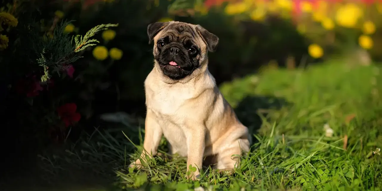 Un adorable perro pug sentado en la hierba, con flores borrosas de colores brillantes detrás.