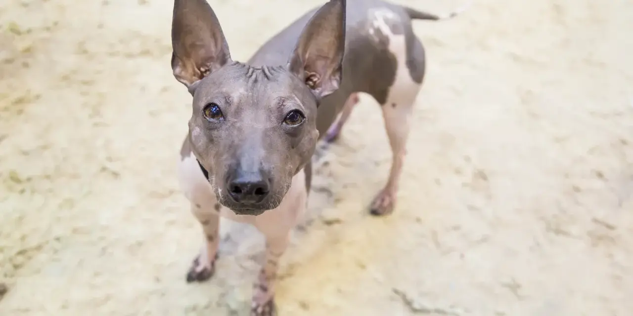 Un curioso perro sin pelo con grandes orejas mira fijamente a la cámara.