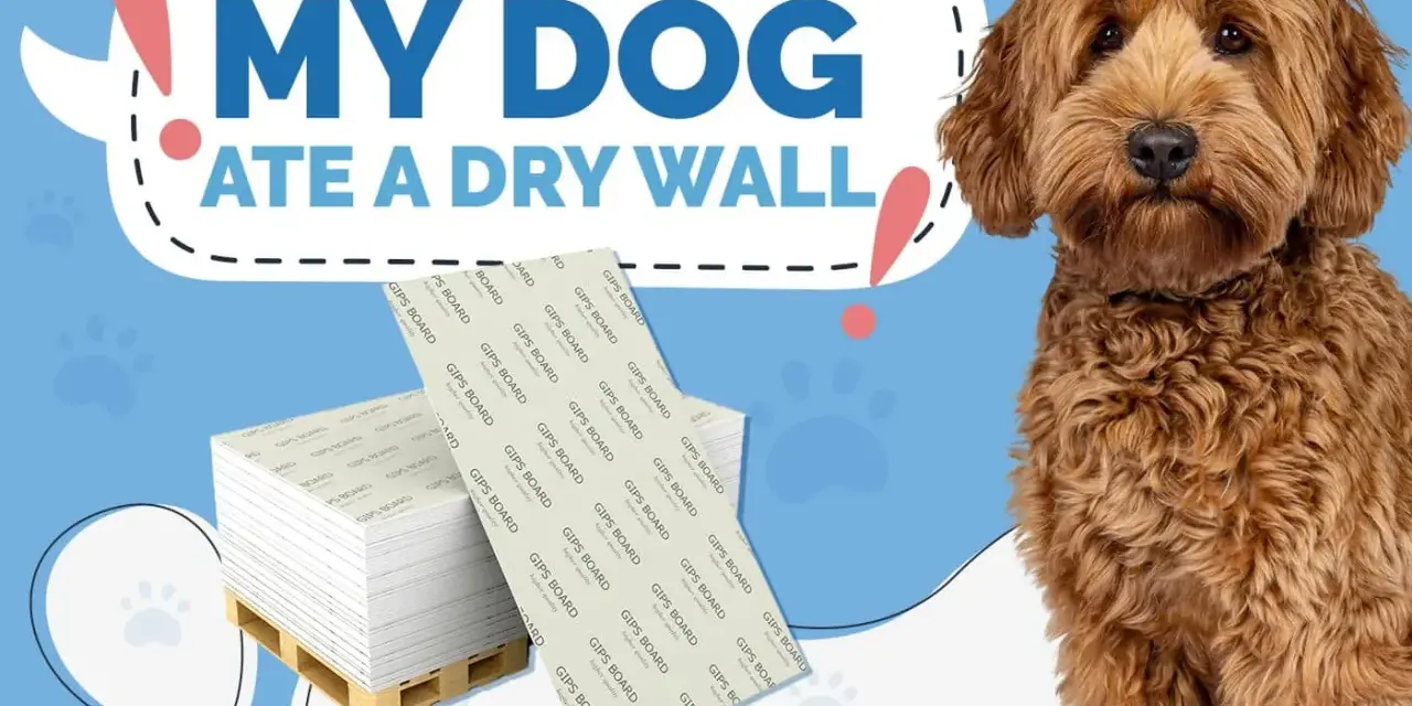 Perro adorable mira a la cámara. Detrás, un letrero dice "Mi perro se comió una pared de yeso". Hay pilas de paneles de yeso. ¿Cómo hacer que mi perro deje de comerse la pared?