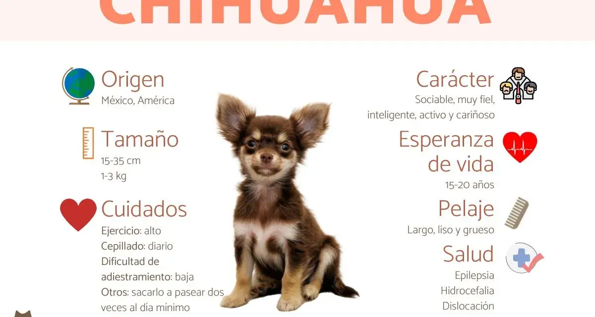 Un adorable chihuahua perro, con información sobre su origen, tamaño, cuidados, carácter, esperanza de vida, pelaje y salud.