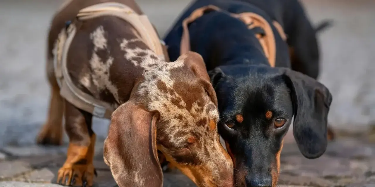 Dos adorables perros salchicha, uno atigrado y otro negro, se saludan con ternura.