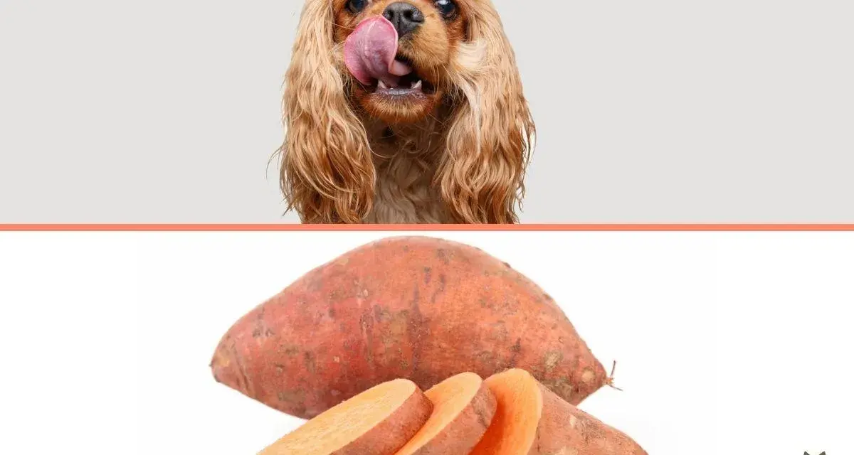 Un perro con la lengua fuera mira un boniato entero y cortado. ¡Los perros pueden comer boniato!