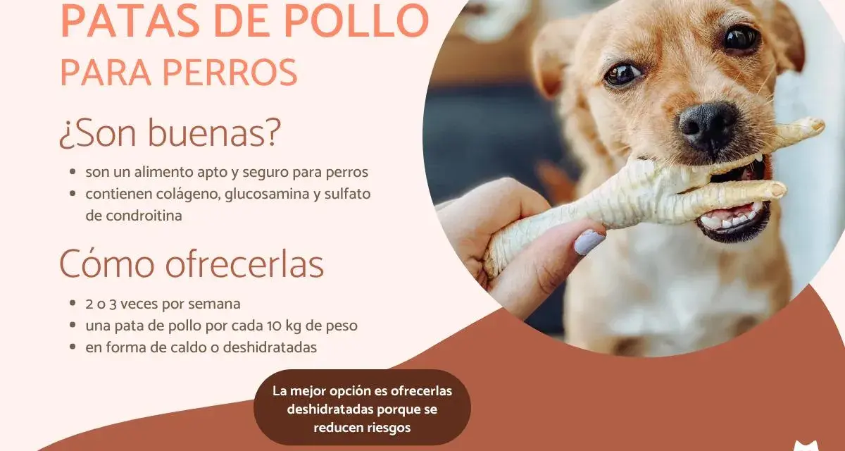 Un perro feliz muerde una pata de pollo, un snack saludable y seguro para perros.
