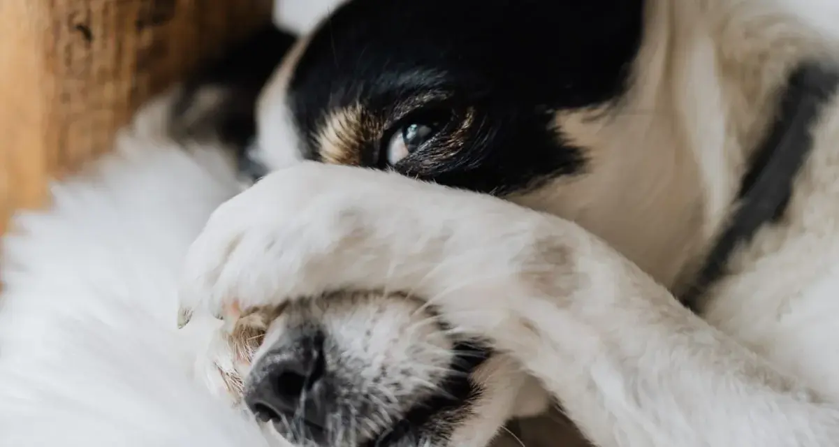 Mi perro llora porque quiere dormir conmigo. Su patita cubre su ojo, como si pidiera permiso para acurrucarse.