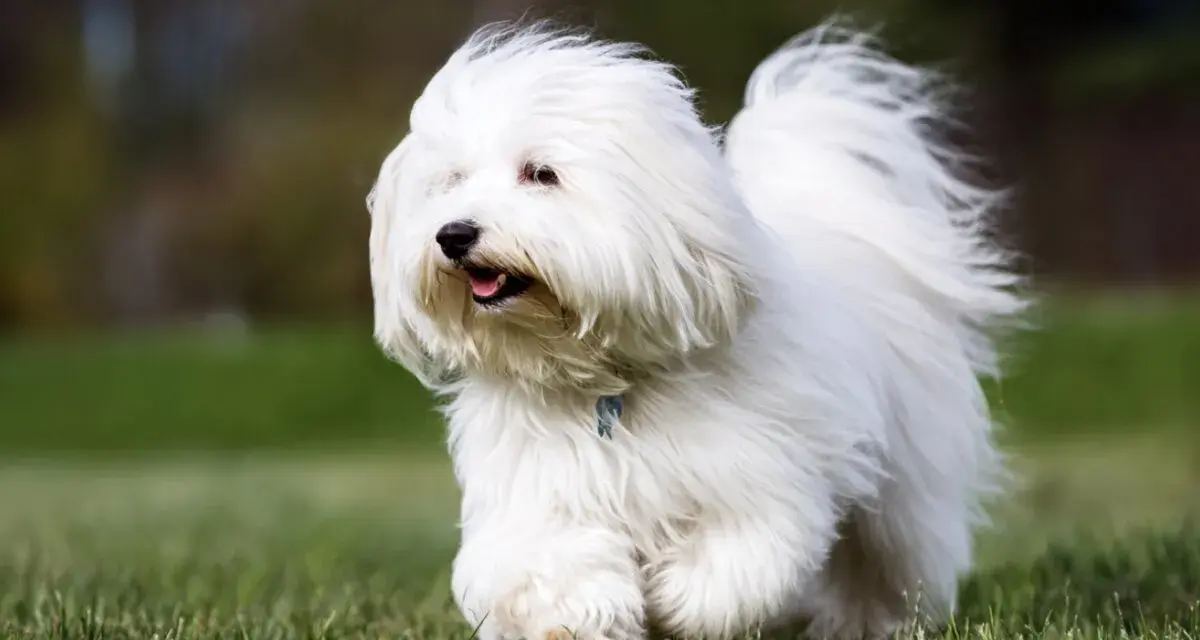 Un adorable coton de tulear corre feliz por el césped, con su pelaje blanco ondeando al viento.