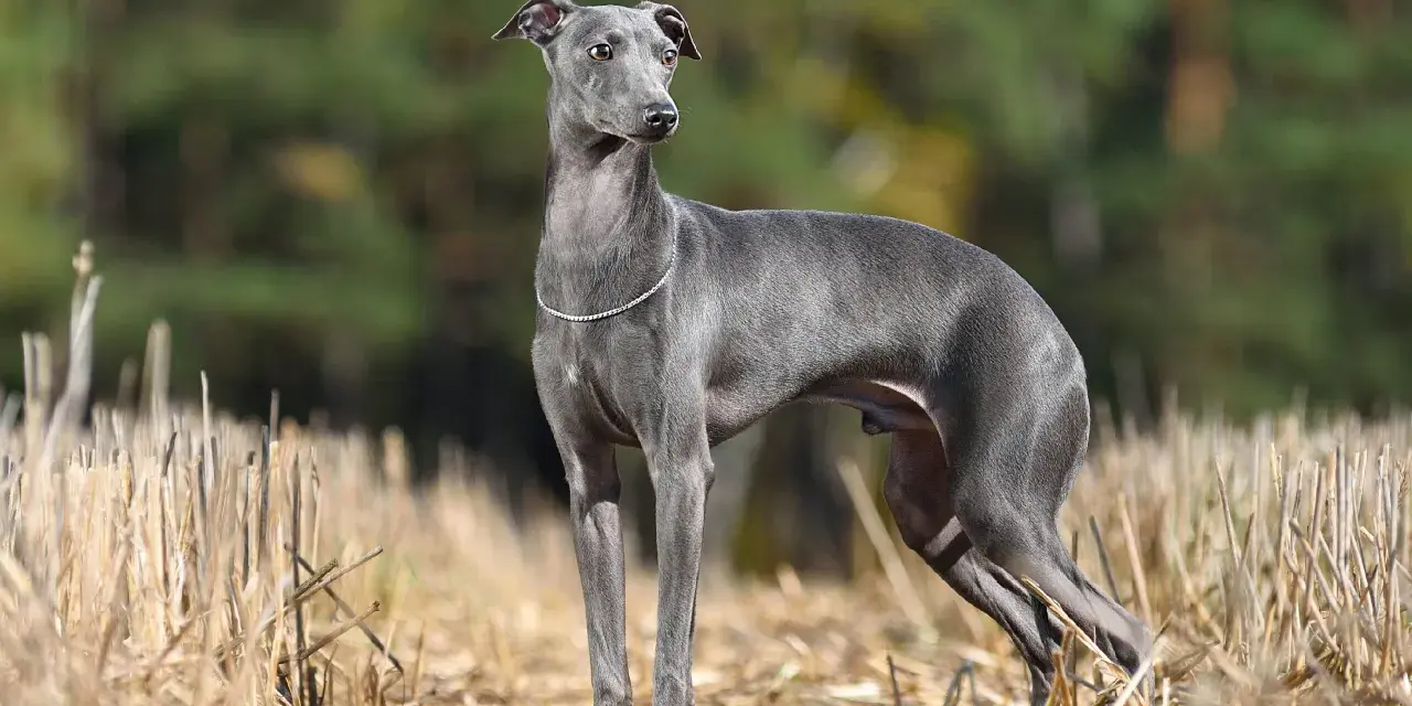 Elegante galgo pequeño de pelaje gris, con un collar de brillantes, posa en un campo de rastrojos con un fondo de árboles.