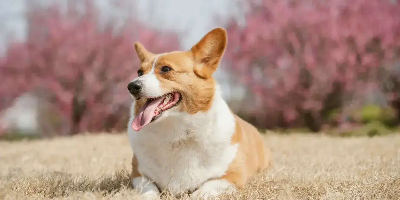 Corgi con lengua afuera, relajado en la hierba. Sus orejas erguidas y mirada atenta, sin gestos de un perro dominante.