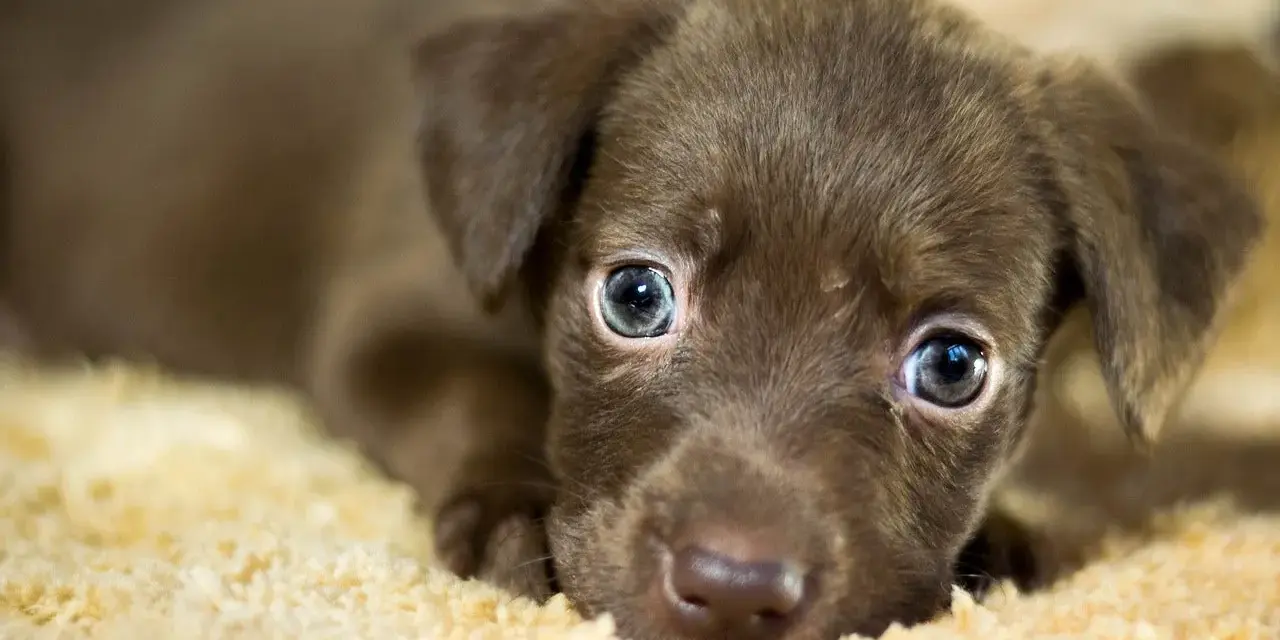 Adorable cachorro marrón con ojos azules, quizás con un soplo en el corazón, descansa sobre una manta suave.