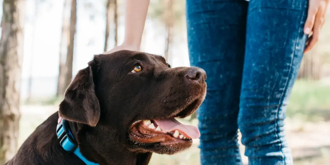 Un perro marrón con collar azul mira hacia arriba mientras una persona le acaricia la cabeza. Parece que mi perro no acepta al nuevo cachorro.