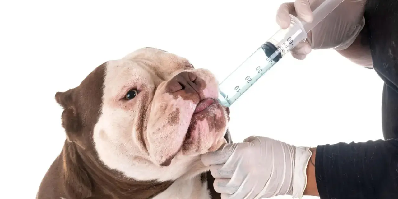 Un perro recibe medicina de una jeringa. Saber cada cuanto se desparasita a un perro es clave para su salud.