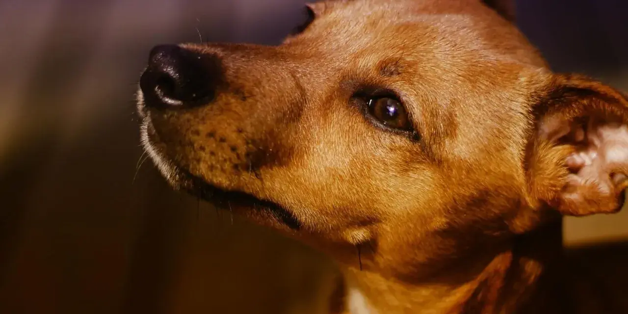 Mi perro me mira fijamente y llora, con sus ojos tristes y su hocico húmedo.