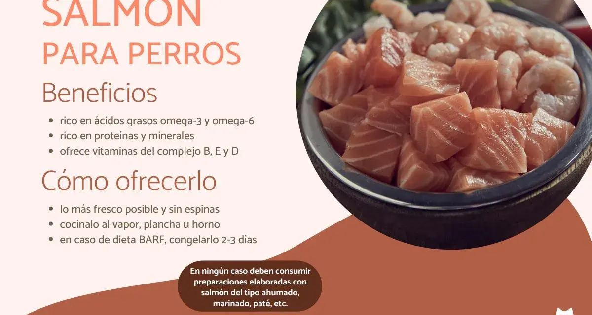 Un tazón lleno de trozos de salmón fresco y camarones. Los perros pueden comer salmón, es rico en nutrientes.