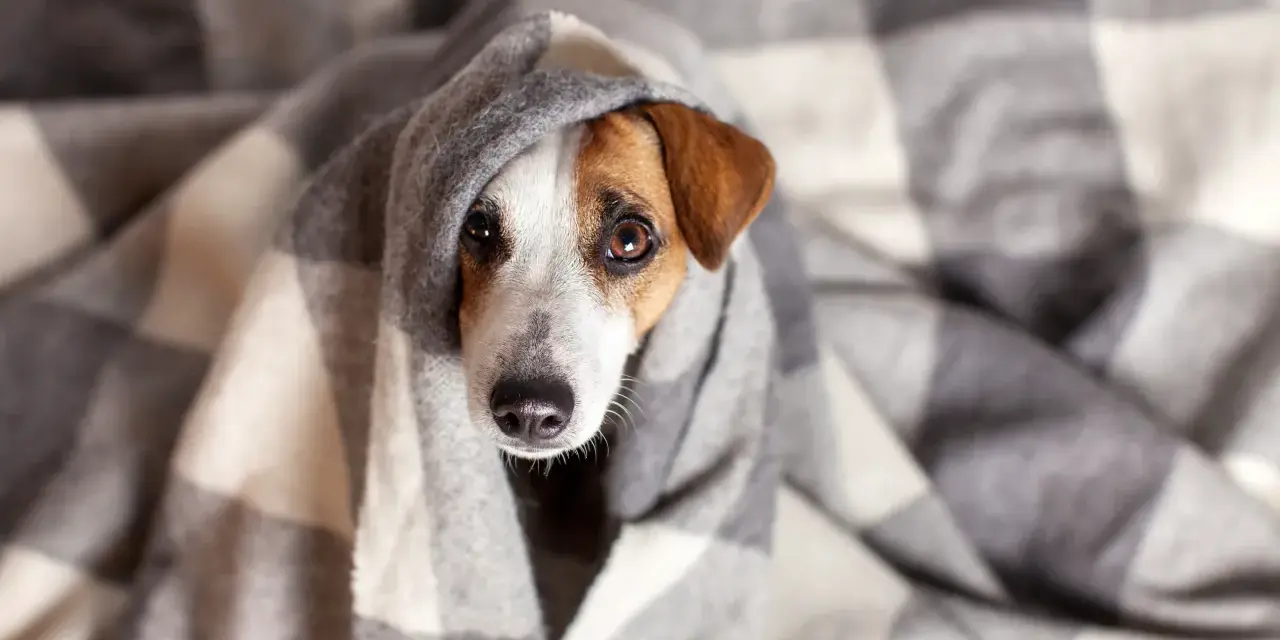 Un perro constipado se acurruca bajo una manta a cuadros, con los ojos tristes y la nariz húmeda.