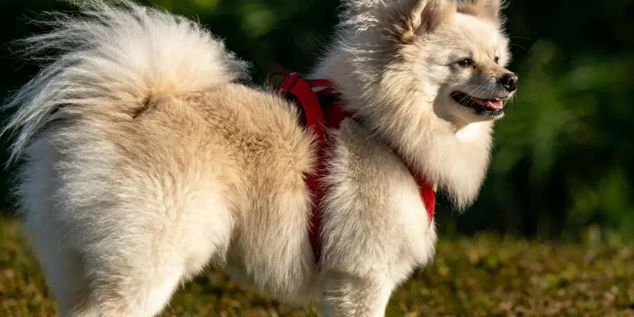 Un adorable spitz alemán de pelaje blanco y esponjoso, con un arnés rojo, disfruta del sol en un campo verde.