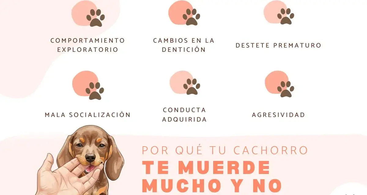 Un cachorro te muerde mucho y no hace caso. Explora las razones: comportamiento, dentición, destete, socialización, conducta o agresividad.