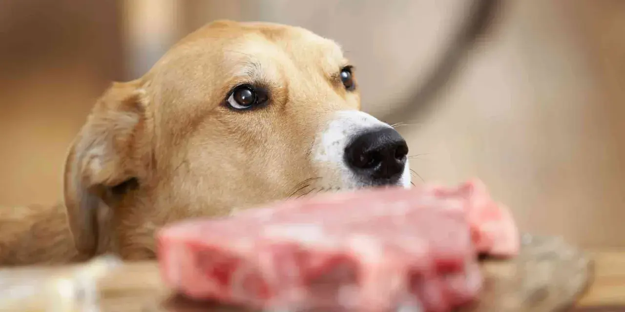 Un perro mira con interés un trozo de carne cruda, recordándonos que los perros pueden comer carne cruda.
