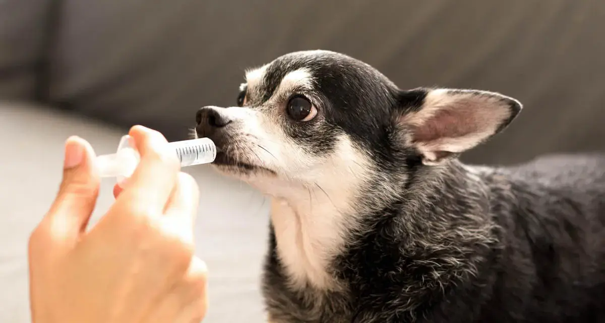 Chihuahua recibiendo líquido de una jeringa, posiblemente para tratar hipoglucemia en perros.