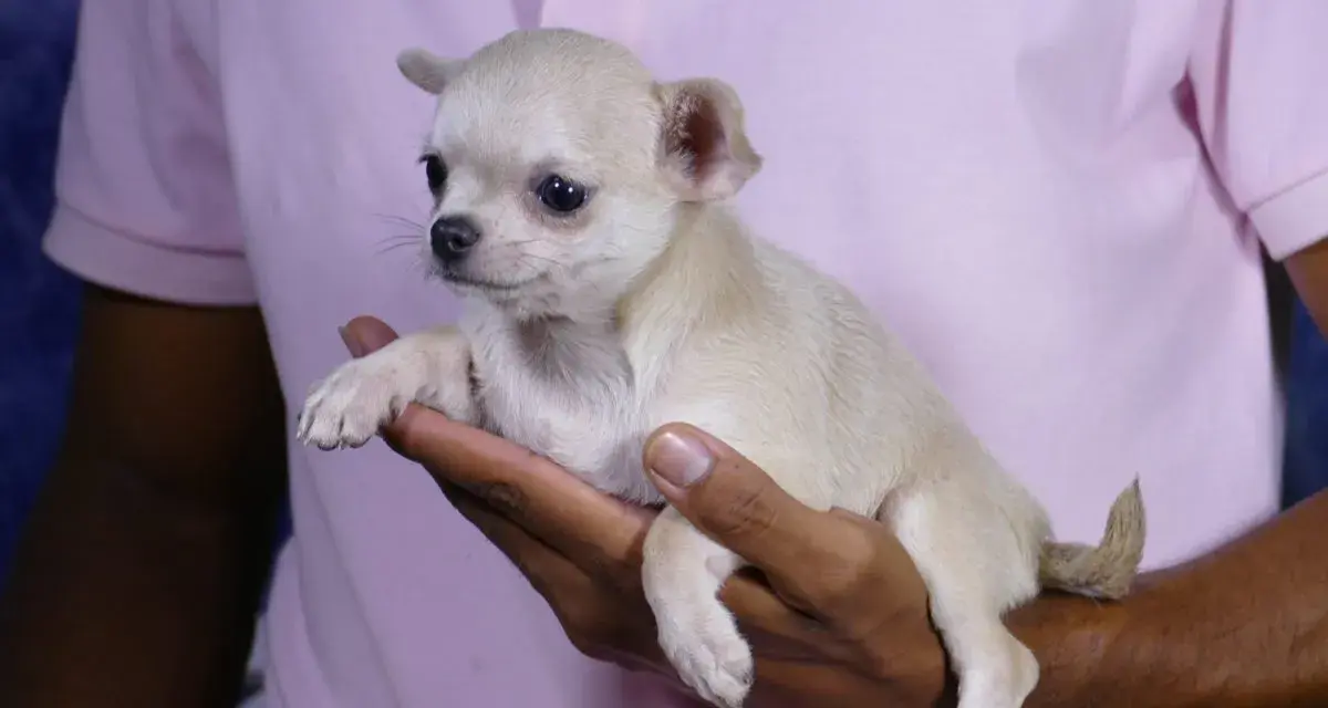 Un adorable cachorro chihuahua, ideal para quienes buscan perros que no sueltan pelo, descansa en una mano.
