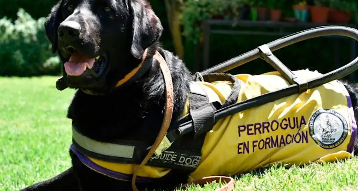 Perro guía negro con chaleco amarillo "Perroguía en Formación". Aprender su nombre es el primer paso, y cuanto tarda un perro en aprender su nombre varía.