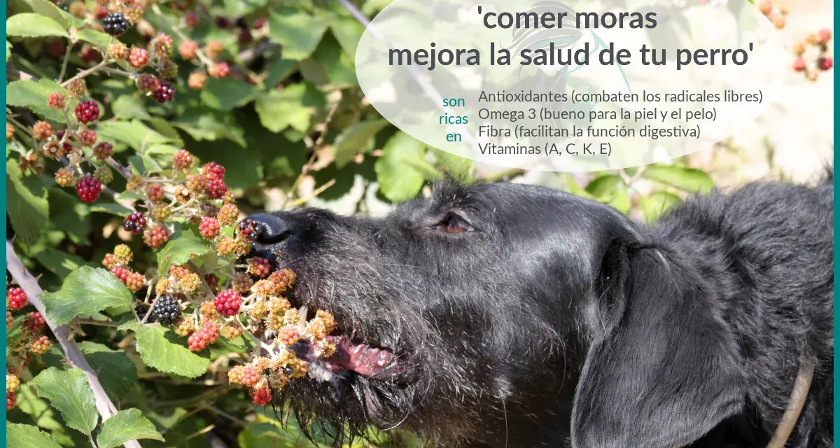 Un perro negro disfruta de moras silvestres. Comer moras mejora la salud de tu perro, aportando antioxidantes, Omega 3, fibra y vitaminas.