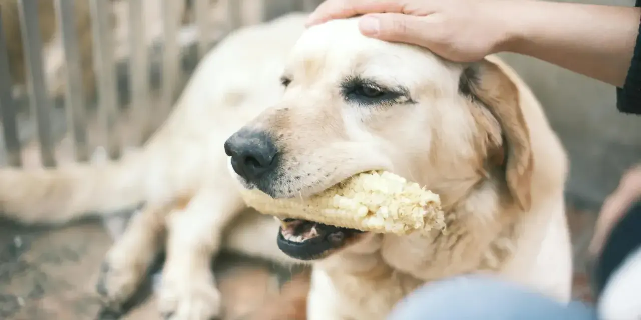 Mi perro me da mordisquitos mientras mastica una mazorca de maíz. Su cabeza es acariciada por una mano.